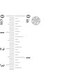 Thumbnail Image 2 of 1/2 CT. T.W. Diamond Flower Earrings in 14K Gold