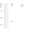 Thumbnail Image 2 of 1-1/2 CT. T.W. Diamond Solitaire Stud Earrings in 14K White Gold (J/I3)