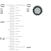 Thumbnail Image 2 of 1/4 CT. T.W. Enhanced Black and White Diamond Frame Cluster Stud Earrings in 10K White Gold