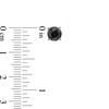 Thumbnail Image 2 of Men's 6.0mm Black Sapphire Solitaire Stud Earrings in Sterling Silver