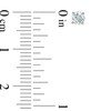Thumbnail Image 2 of Celebration Ideal 1/3 CT. T.W. Certified Diamond Solitaire Stud Earrings in 14K White Gold (K/I1)