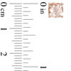Thumbnail Image 2 of 6.0mm Cushion-Cut Morganite Stud Earrings in 10K Rose Gold