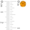 Thumbnail Image 2 of 6.0mm Citrine Stud Earrings in 14K Gold