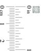 Thumbnail Image 2 of 1/2 CT. T.W. Princess-Cut Diamond Solitaire Stud Earrings in 10K White Gold