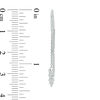 Thumbnail Image 2 of Diamond Accent Three Stone Threader Earrings in Sterling Silver