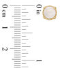 Thumbnail Image 2 of 5.0mm Cushion-Cut Opal and Diamond Accent Filigree Vintage-Style Stud Earrings in 10K Gold
