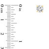 Thumbnail Image 2 of 1/2 CT. T.W. Certified Diamond Solitaire Stud Earrings in 14K Gold (I/VS2)