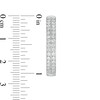 2 CT. T.W. Diamond Double Row Hoop Earrings in 10K White Gold