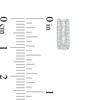 Thumbnail Image 2 of 1/4 CT. T.W. Diamond Huggie Hoop Earrings in Sterling Silver