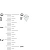Thumbnail Image 3 of 1/2 CT. T.W. Certified Pear-Shaped Lab-Grown Diamond Solitaire Stud Earrings in 14K White Gold (F/SI2)