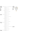 Thumbnail Image 2 of 1/2 CT. T.W. Certified Pear-Shaped Lab-Created Diamond Solitaire Stud Earrings in 14K Gold (F/SI2)