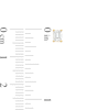 Thumbnail Image 3 of 1/2 CT. T.W. Certified Emerald-Cut Lab-Grown Diamond Solitaire Stud Earrings in 14K Gold (F/SI2)