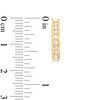 Thumbnail Image 3 of 1/2 CT. T.W. Certified Lab-Grown Diamond Ten Stone Hoop Earrings in 14K Gold (F/SI2)