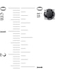 Thumbnail Image 3 of 1 CT. T.W. Black Diamond Solitaire Stud Earrings in 10K White Gold