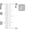 Thumbnail Image 3 of 1 CT. T.W. Princess-Cut Certified Lab-Grown Diamond Frame Stud Earrings in 14K White Gold (F/SI2)