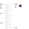 Thumbnail Image 3 of Amethyst Solitaire Martini Stud Earrings in 10K Gold