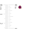 Thumbnail Image 3 of Lab-Created Ruby Solitaire Martini Stud Earrings in 10K Gold