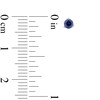 Thumbnail Image 3 of Blue Lab-Created Sapphire Solitaire Martini Stud Earrings in 10K White Gold