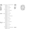 Thumbnail Image 2 of 1/8 CT. T.W. Diamond Solitaire Oval-Frame Stud Earrings in 10K White Gold (I/I2-I3)