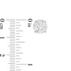 Thumbnail Image 1 of Previously Owned - 1 CT. T.W. Composite Diamond Stud Earrings in 10K White Gold