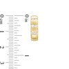 Thumbnail Image 3 of Previously Owned - 1/3 CT. T.W. Diamond Triple Row Huggie Hoop Earrings in 10K Gold